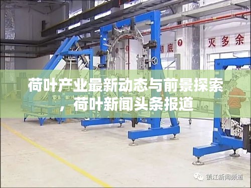 荷叶产业最新动态与前景探索，荷叶新闻头条报道