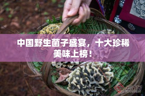 中国野生菌子盛宴，十大珍稀美味上榜！