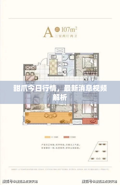 甜爪今日行情，最新消息视频解析