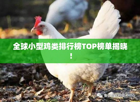 全球小型鸡类排行榜TOP榜单揭晓！