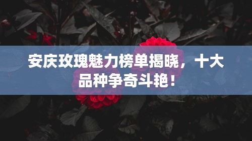 安庆玫瑰魅力榜单揭晓，十大品种争奇斗艳！
