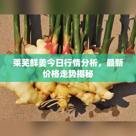 莱芜鲜姜今日行情分析，最新价格走势揭秘
