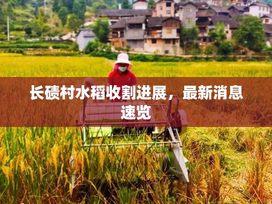 长碛村水稻收割进展，最新消息速览