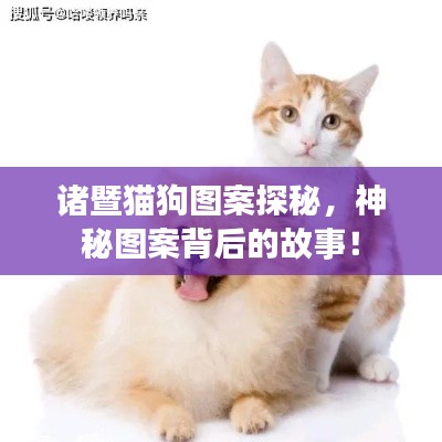 诸暨猫狗图案探秘，神秘图案背后的故事！