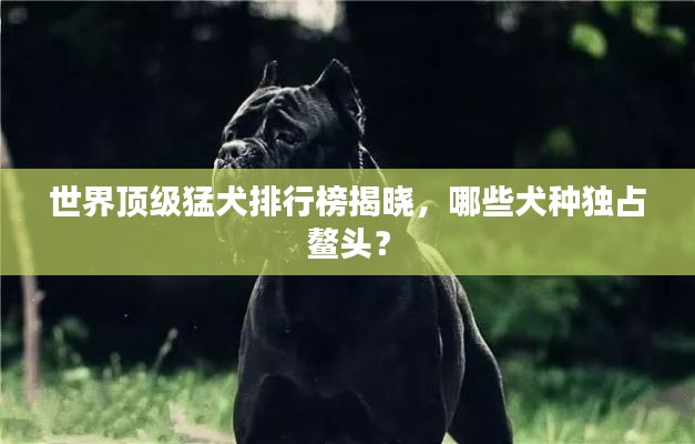 世界顶级猛犬排行榜揭晓，哪些犬种独占鳌头？