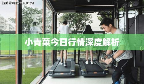 小青菜今日行情深度解析