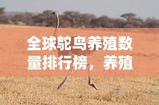 全球鸵鸟养殖数量排行榜，养殖业的新宠儿！