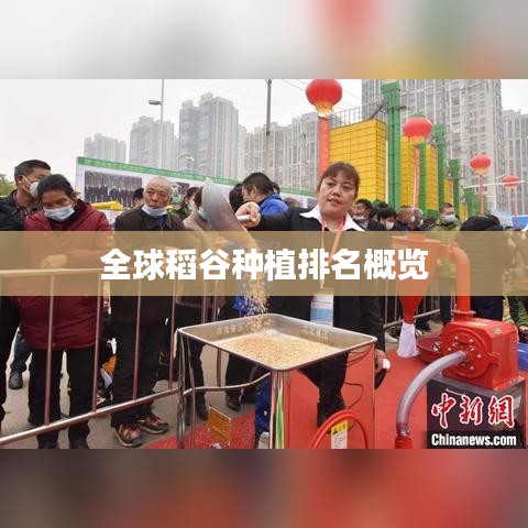 全球稻谷种植排名概览