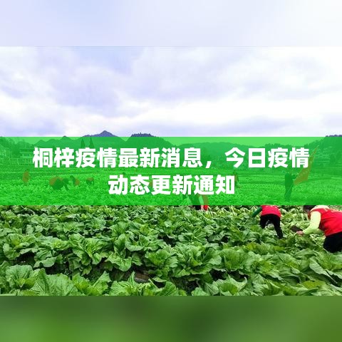 桐梓疫情最新消息，今日疫情动态更新通知