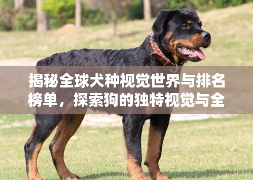 揭秘全球犬种视觉世界与排名榜单，探索狗的独特视觉与全球排名