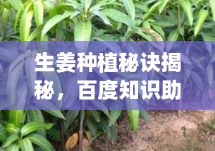 生姜种植秘诀揭秘，百度知识助你掌握高效种植方法与技巧！