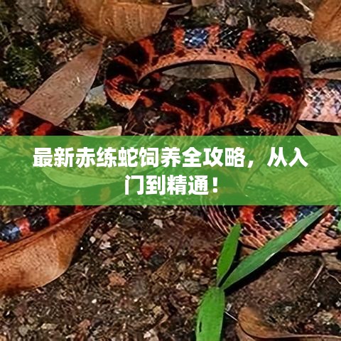 最新赤练蛇饲养全攻略，从入门到精通！