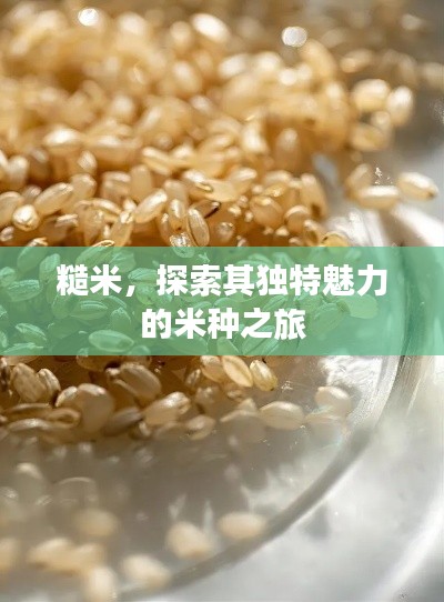 糙米，探索其独特魅力的米种之旅