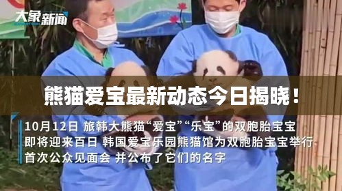 熊猫爱宝最新动态今日揭晓！
