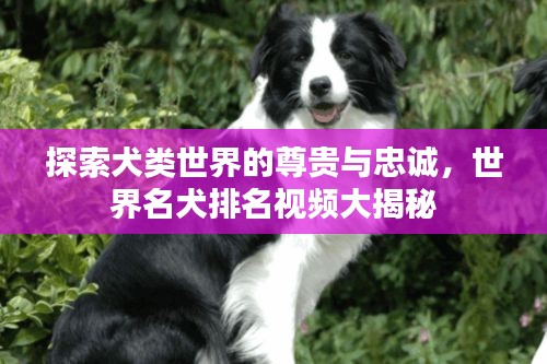 探索犬类世界的尊贵与忠诚，世界名犬排名视频大揭秘