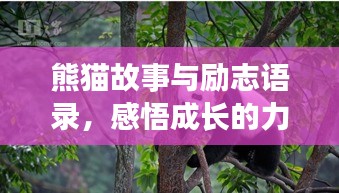 熊猫故事与励志语录，感悟成长的力量