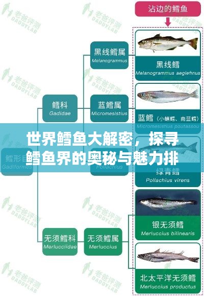 世界鳕鱼大解密，探寻鳕鱼界的奥秘与魅力排行