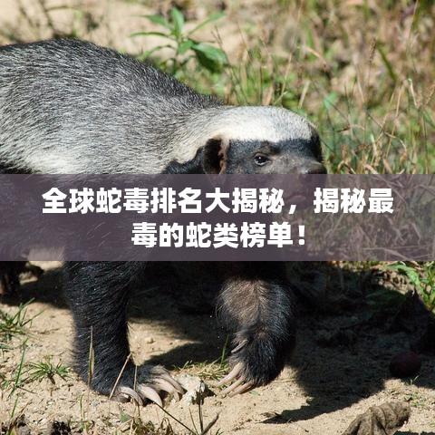 全球蛇毒排名大揭秘，揭秘最毒的蛇类榜单！