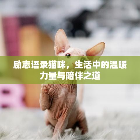 励志语录猫咪，生活中的温暖力量与陪伴之道