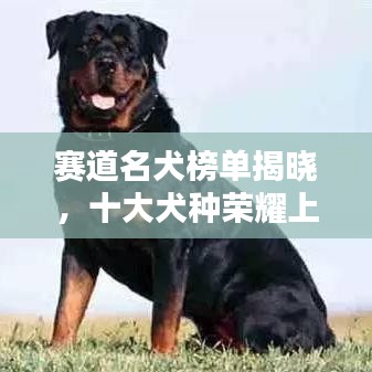 赛道名犬榜单揭晓，十大犬种荣耀上榜！