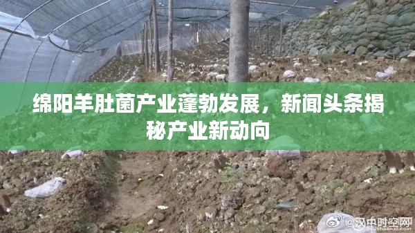 绵阳羊肚菌产业蓬勃发展，新闻头条揭秘产业新动向