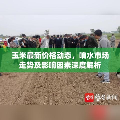 玉米最新价格动态，响水市场走势及影响因素深度解析