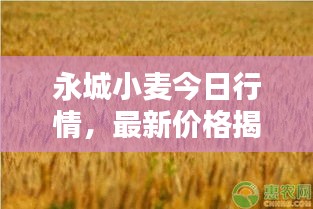 永城小麦今日行情，最新价格揭秘