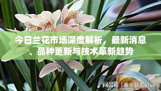 今日兰花市场深度解析，最新消息、品种更新与技术革新趋势