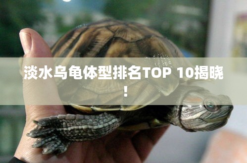 淡水乌龟体型排名TOP 10揭晓！