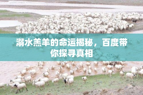 溺水羔羊的命运揭秘，百度带你探寻真相