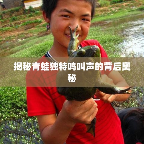 揭秘青蛙独特鸣叫声的背后奥秘