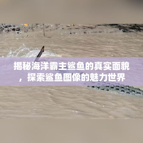 揭秘海洋霸主鲨鱼的真实面貌，探索鲨鱼图像的魅力世界
