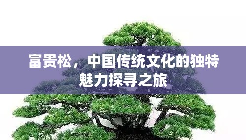富贵松，中国传统文化的独特魅力探寻之旅