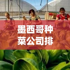 墨西哥种菜公司排名揭秘，行业影响力与市场份额大盘点