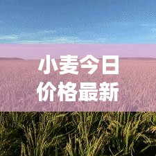 小麦今日价格最新查询及分析，洞悉市场动态，全面了解行情