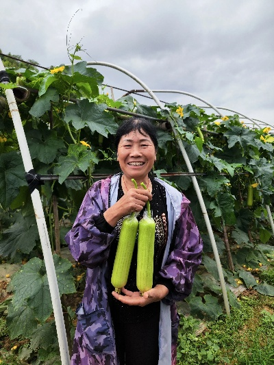 丝瓜苹果官方下载,实效策略分析-进阶版1_v7.381