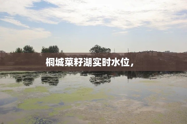 桐城菜籽湖实时水位， 