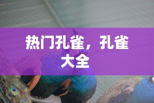 热门孔雀，孔雀大全 