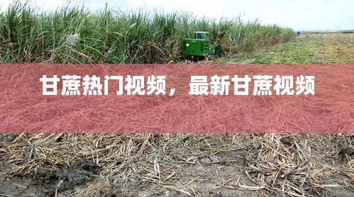 甘蔗热门视频，最新甘蔗视频 