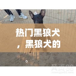 热门黑狼犬，黑狼犬的优点和缺点视频 