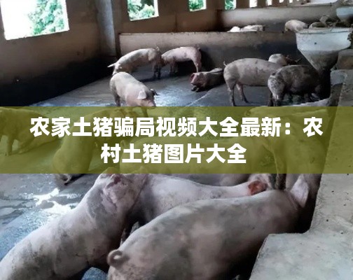 农家土猪骗局视频大全最新：农村土猪图片大全 