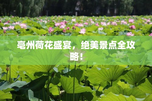 亳州荷花盛宴，绝美景点全攻略！