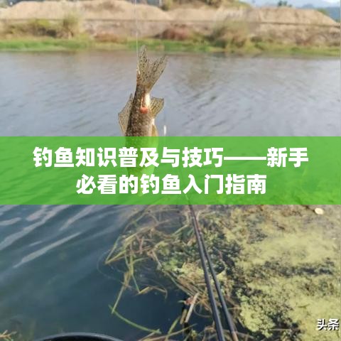 钓鱼知识普及与技巧——新手必看的钓鱼入门指南