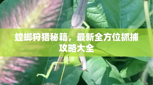 螳螂狩猎秘籍，最新全方位抓捕攻略大全