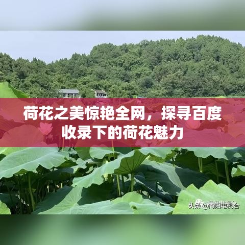荷花之美惊艳全网，探寻百度收录下的荷花魅力