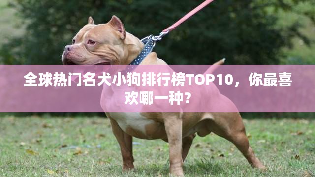 全球热门名犬小狗排行榜TOP10，你最喜欢哪一种？