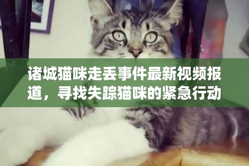 诸城猫咪走丢事件最新视频报道，寻找失踪猫咪的紧急行动！