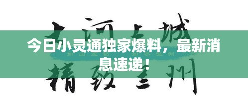 今日小灵通独家爆料，最新消息速递！