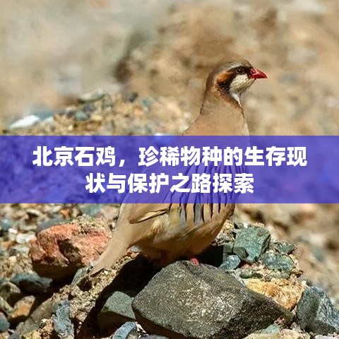 北京石鸡，珍稀物种的生存现状与保护之路探索