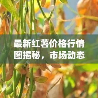 最新红薯价格行情图揭秘，市场动态分析与趋势预测
